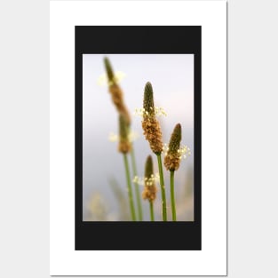 Wild Flower by Avril Thomas - photography Posters and Art